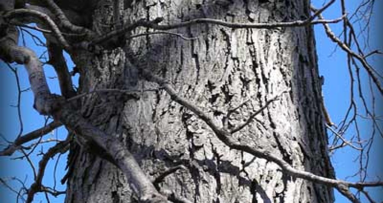 Tree bark