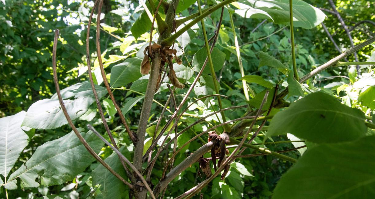 Tree branch