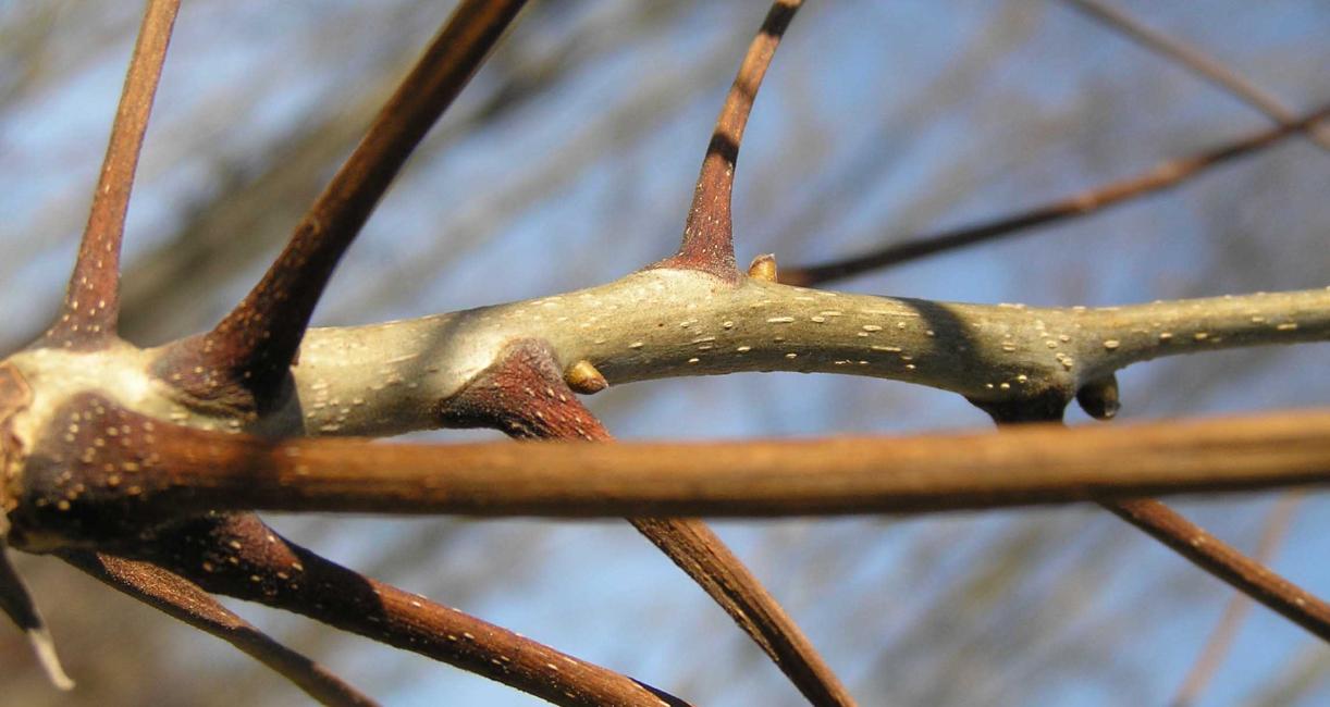Tree branch