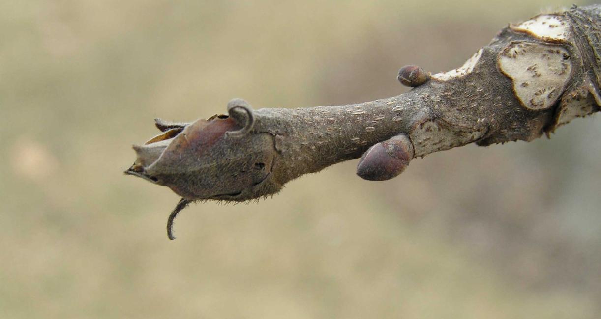 Tree bud