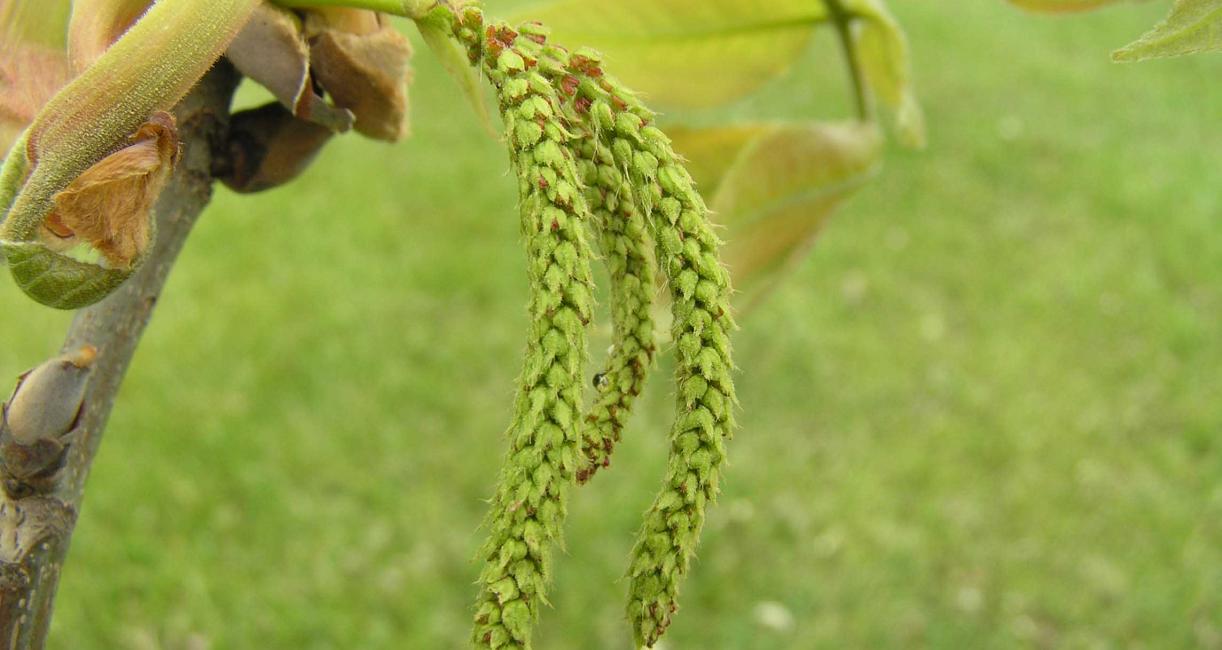 Tree flower