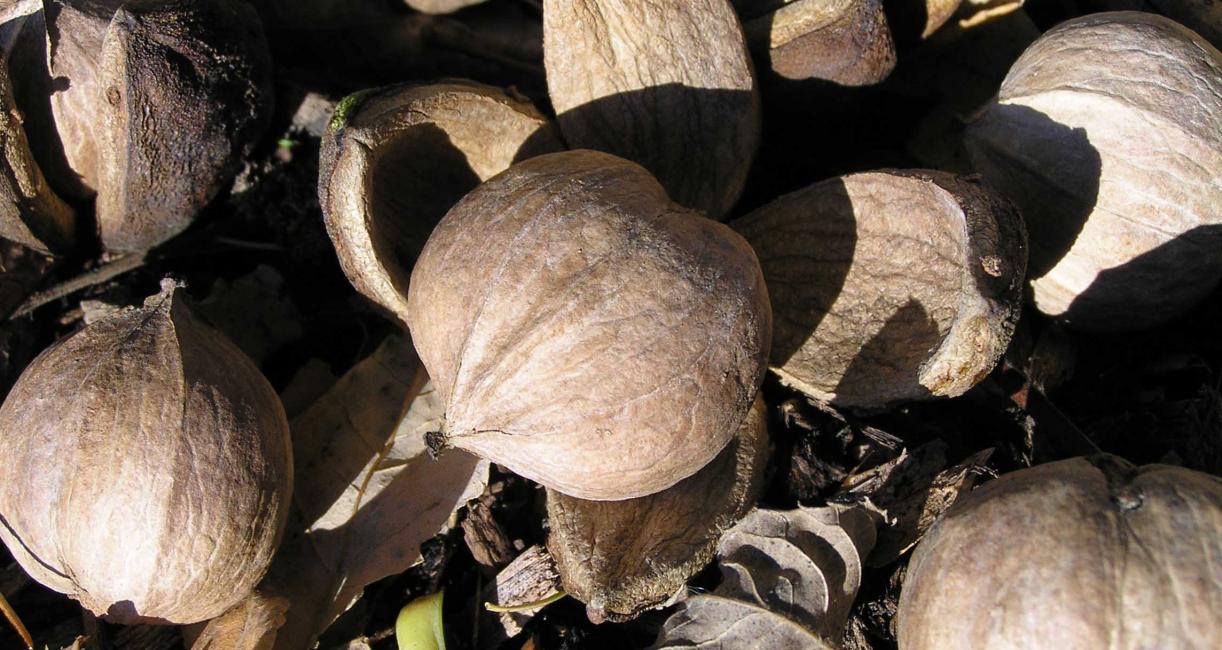 Tree fruit