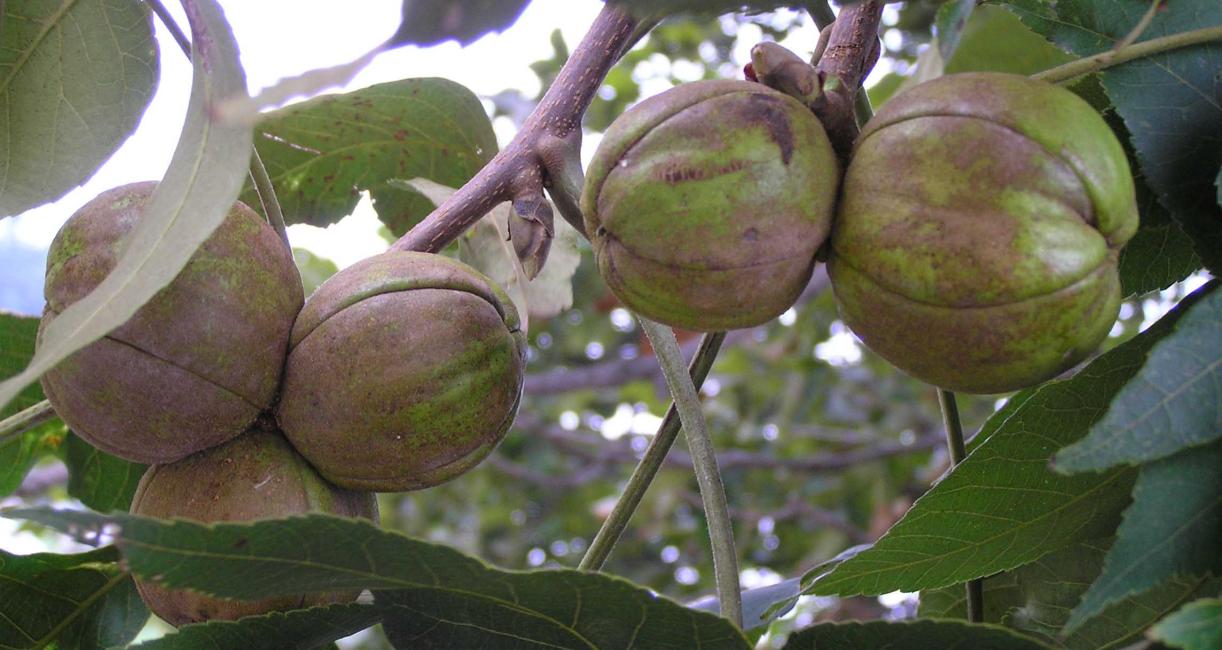 Tree fruit