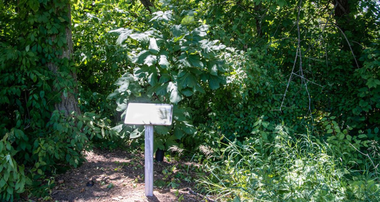 Tree habit