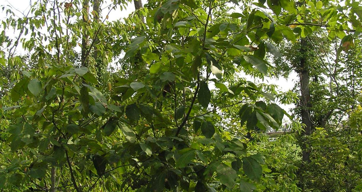 Tree habit