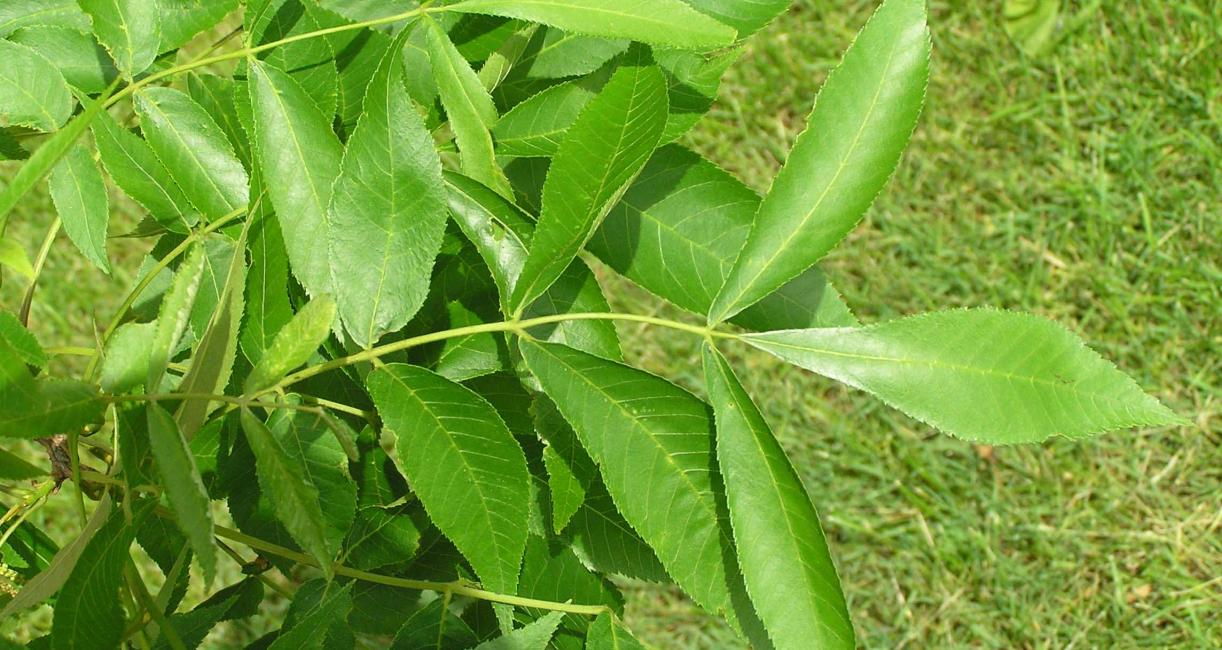 Tree leaves