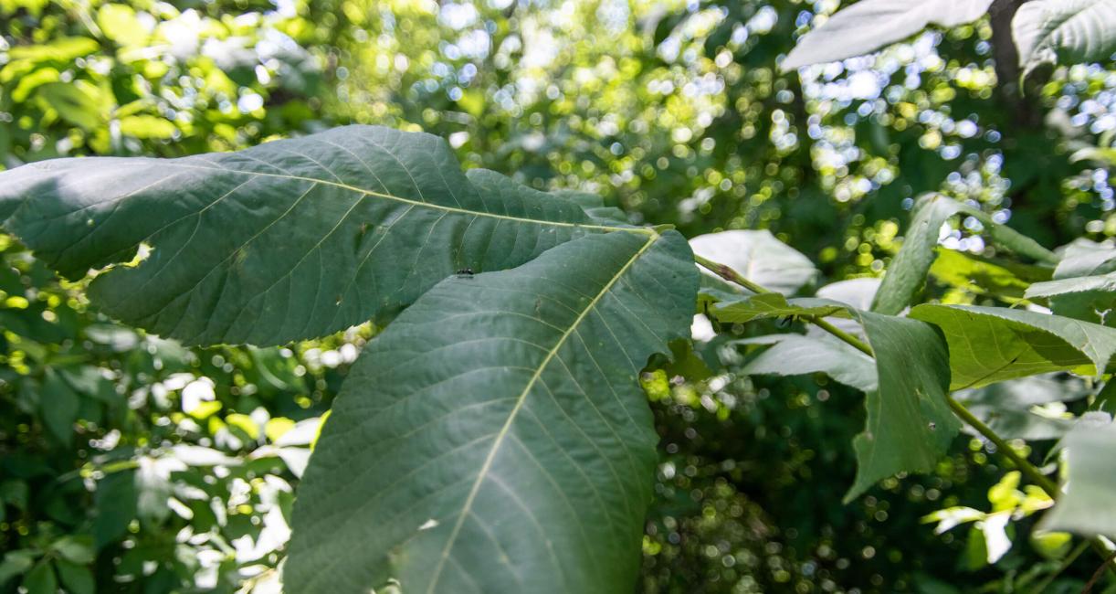 Tree leaves