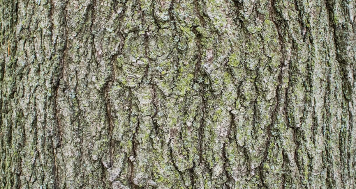 Tree bark