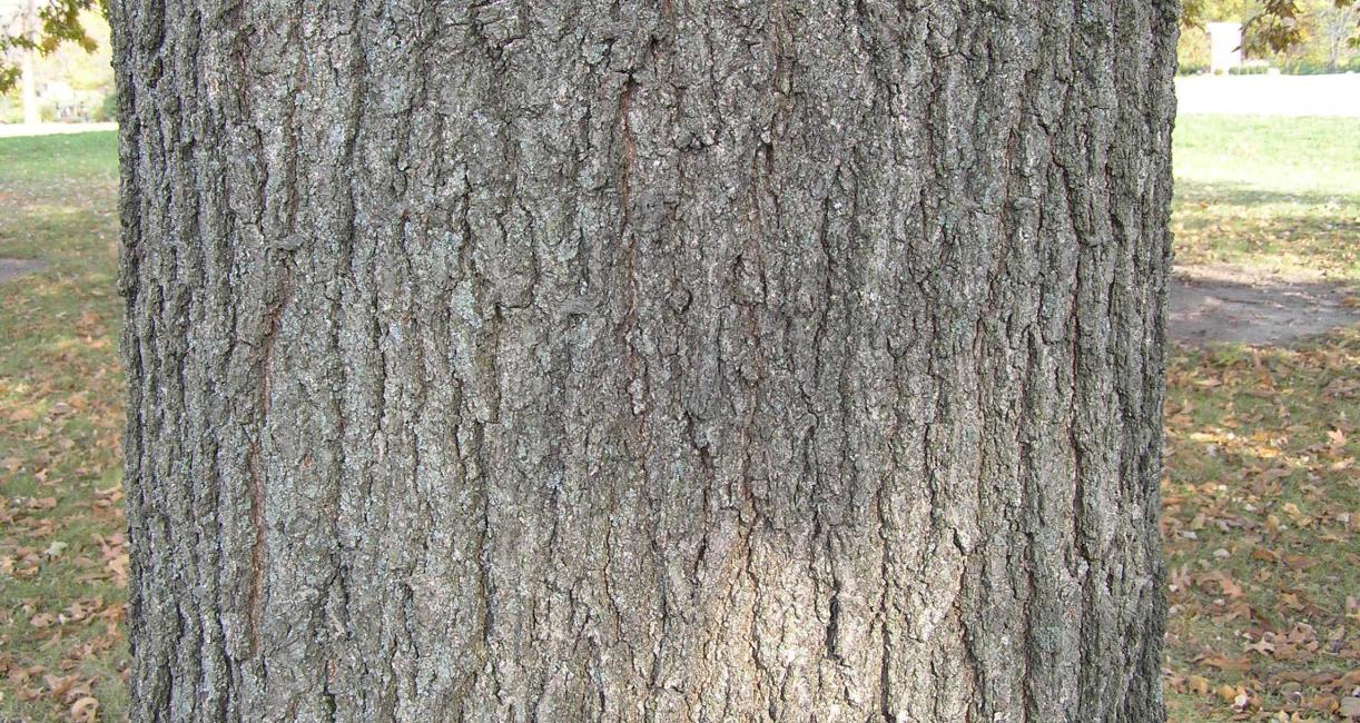 Tree bark