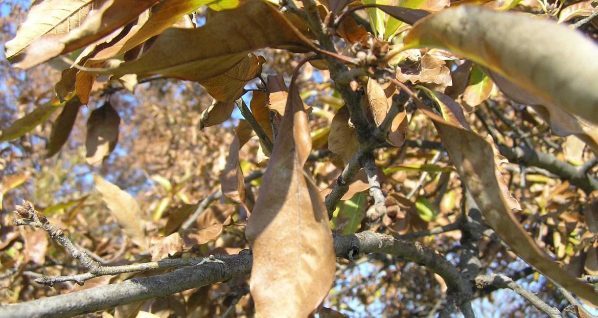 Tree branch