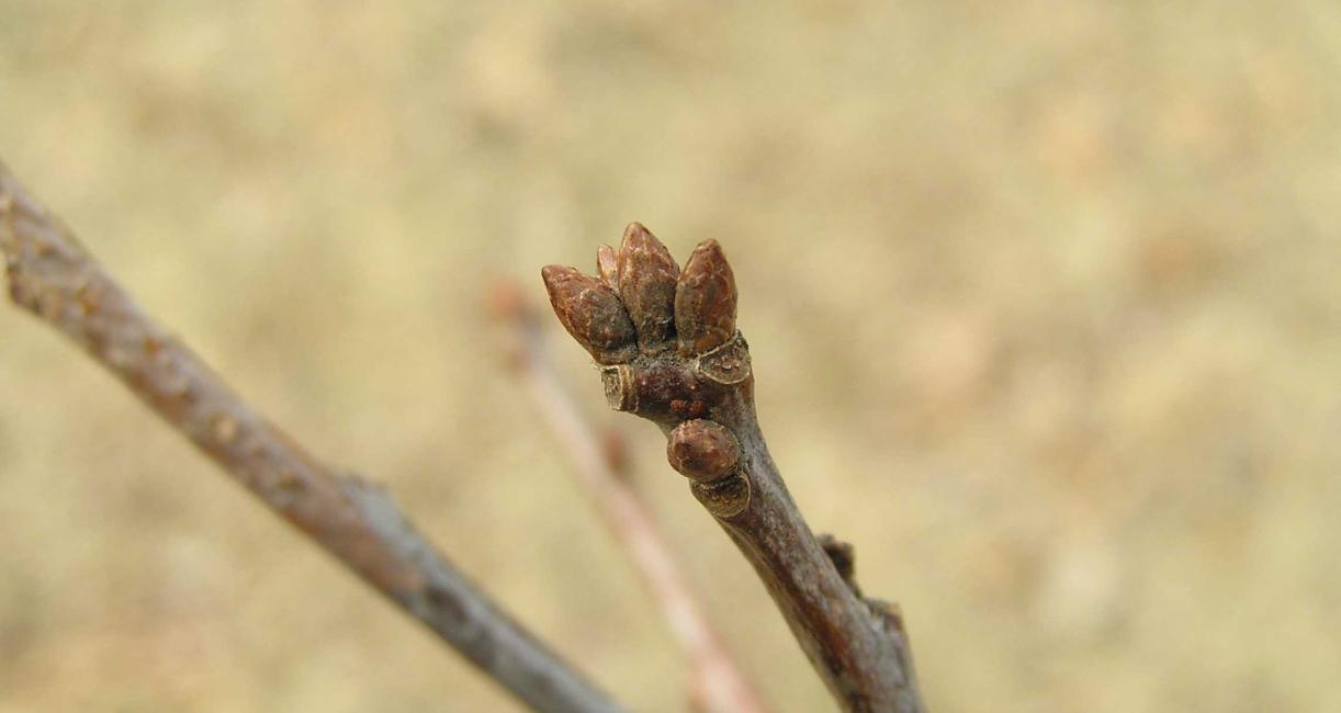Tree bud