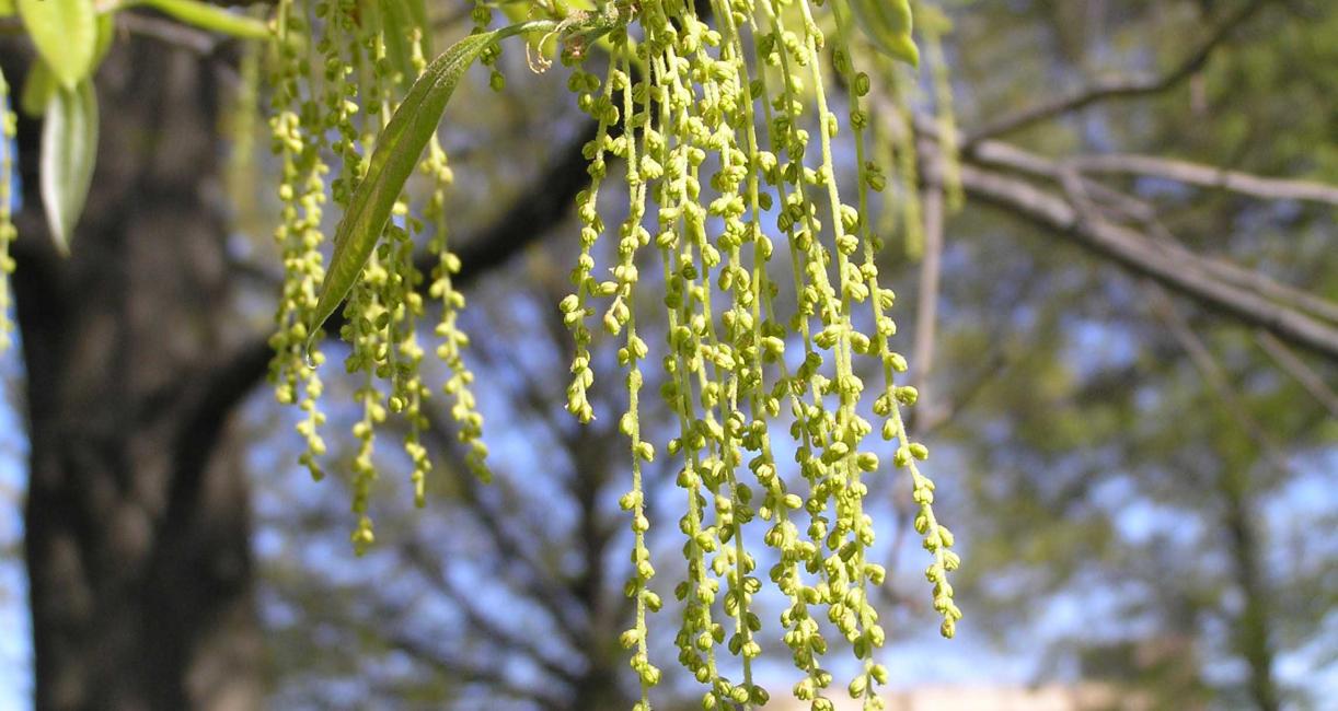Tree flower