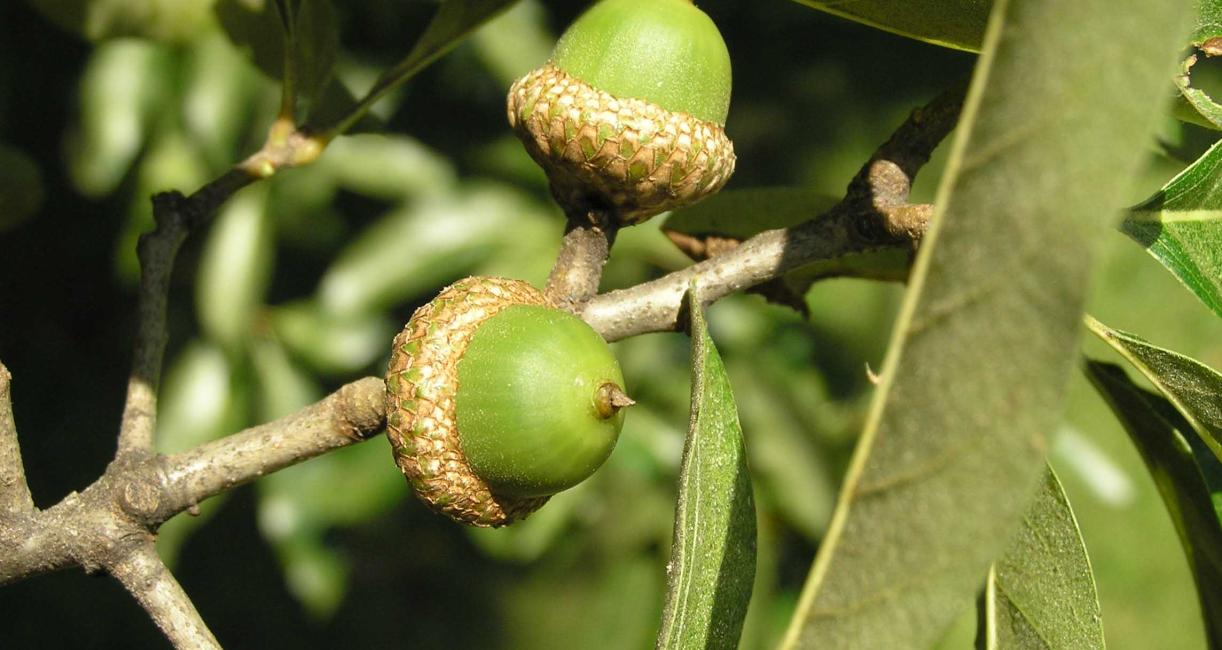 Tree fruit