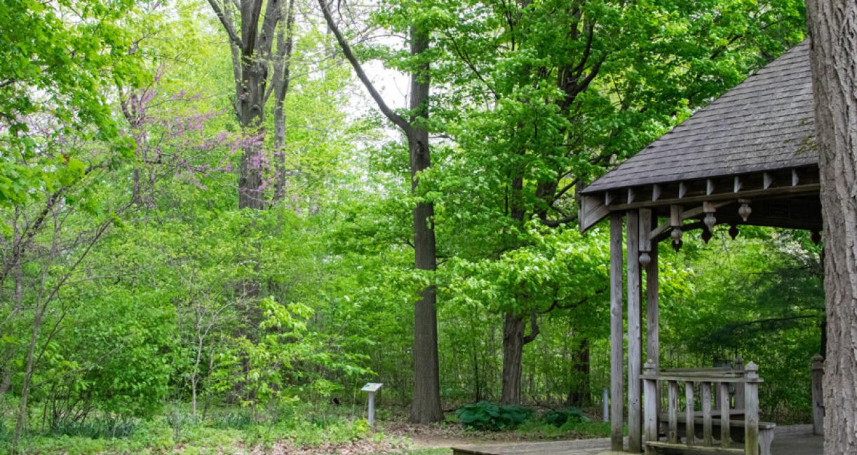 Tree habit