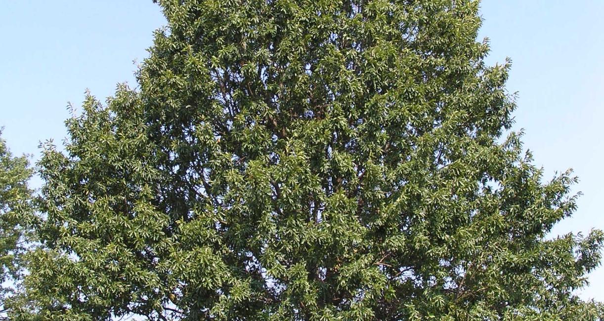 Tree habit