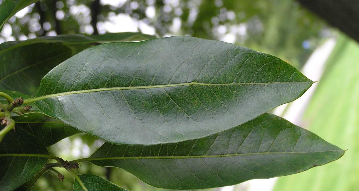 Tree leaves
