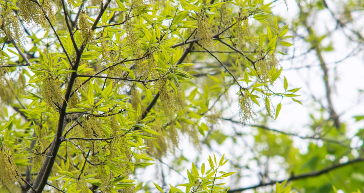 Tree leaves