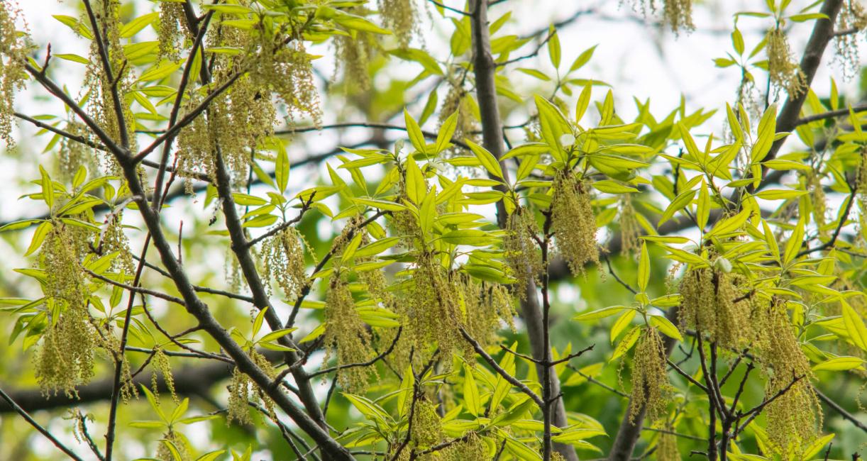 Tree leaves