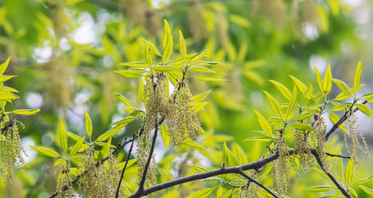 Tree leaves
