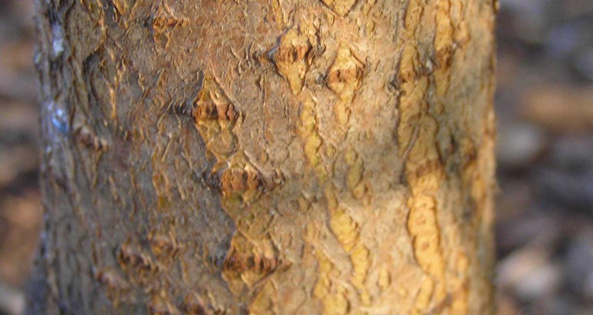 Tree bark