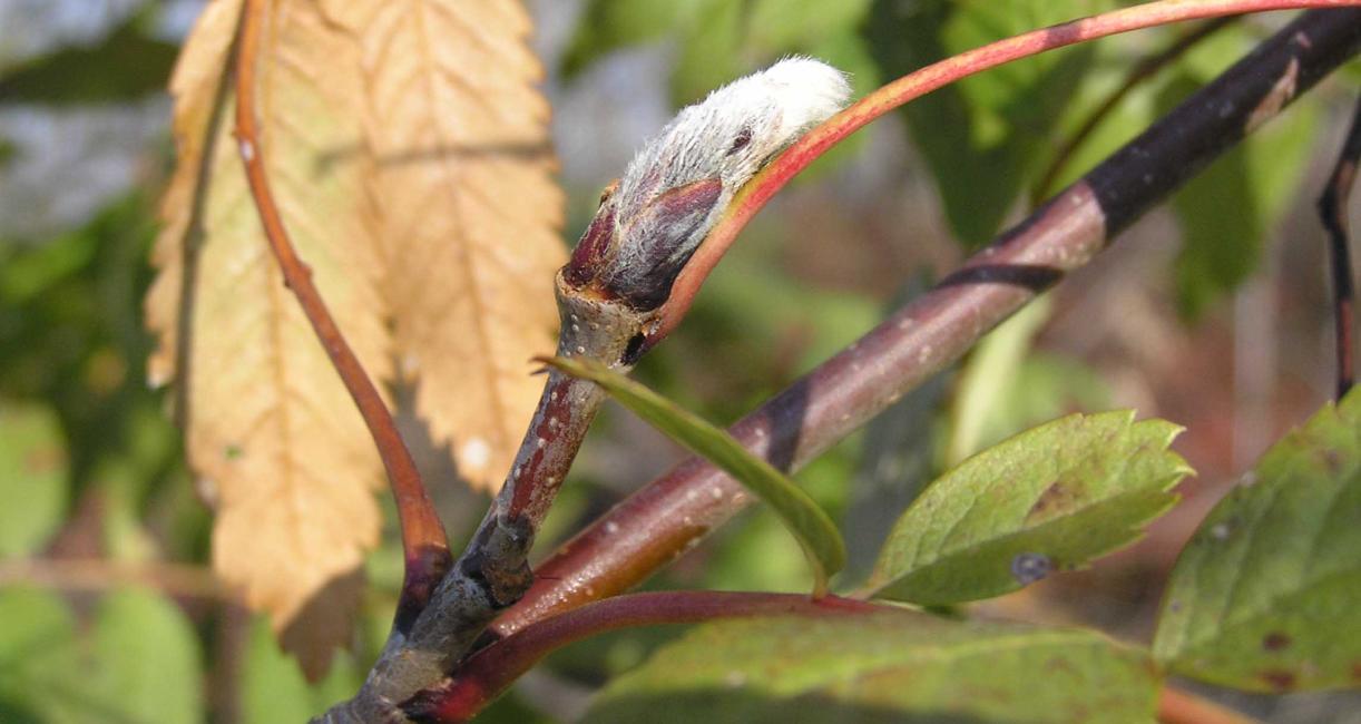 Tree branch