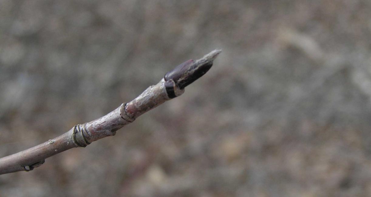 Tree bud