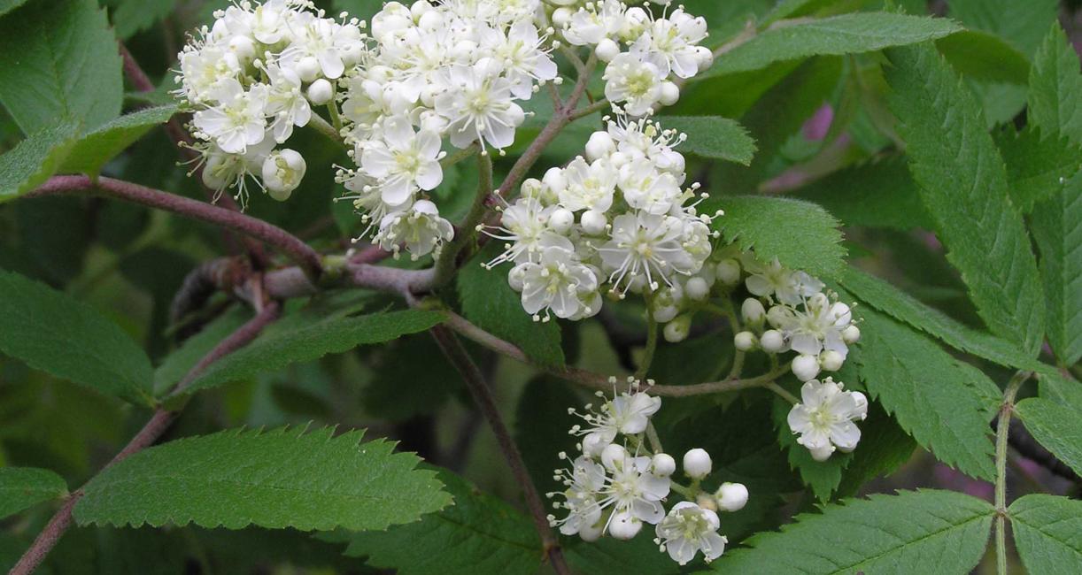 Tree flower