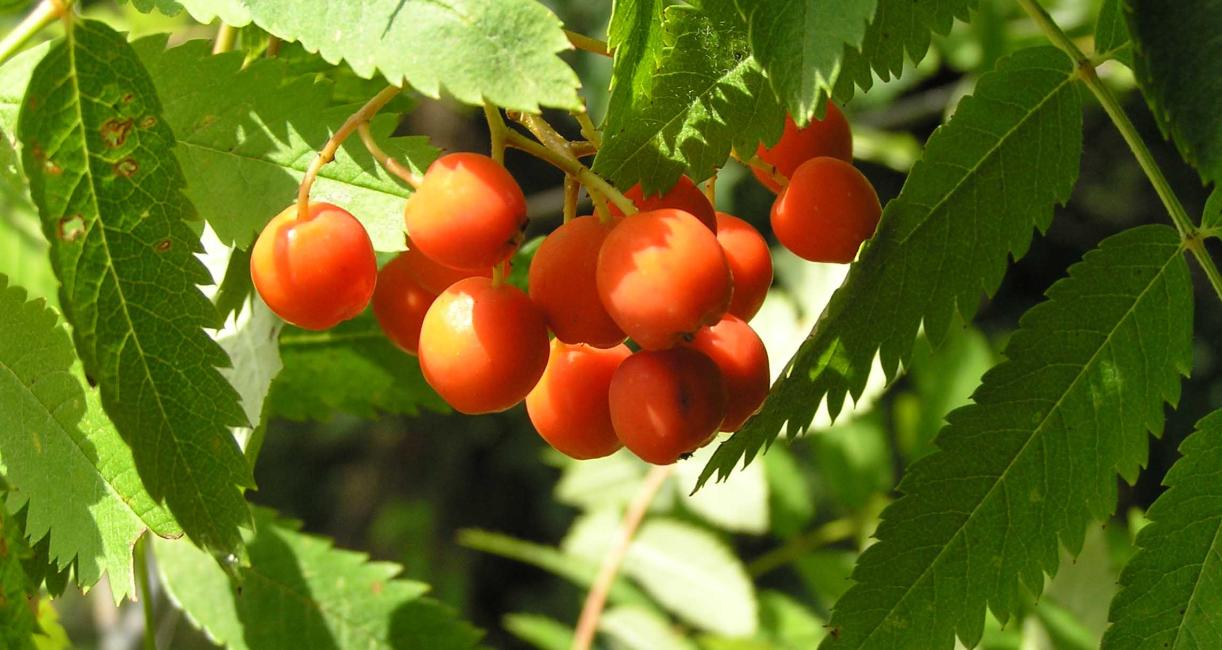 Tree fruit