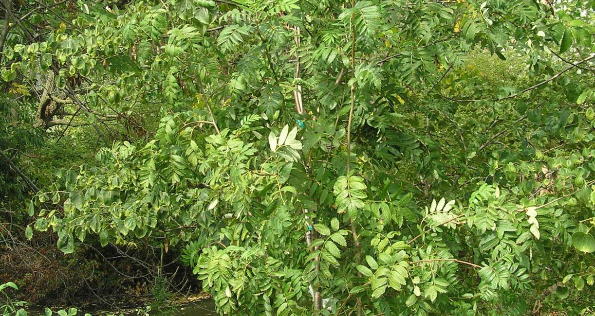 Tree habit