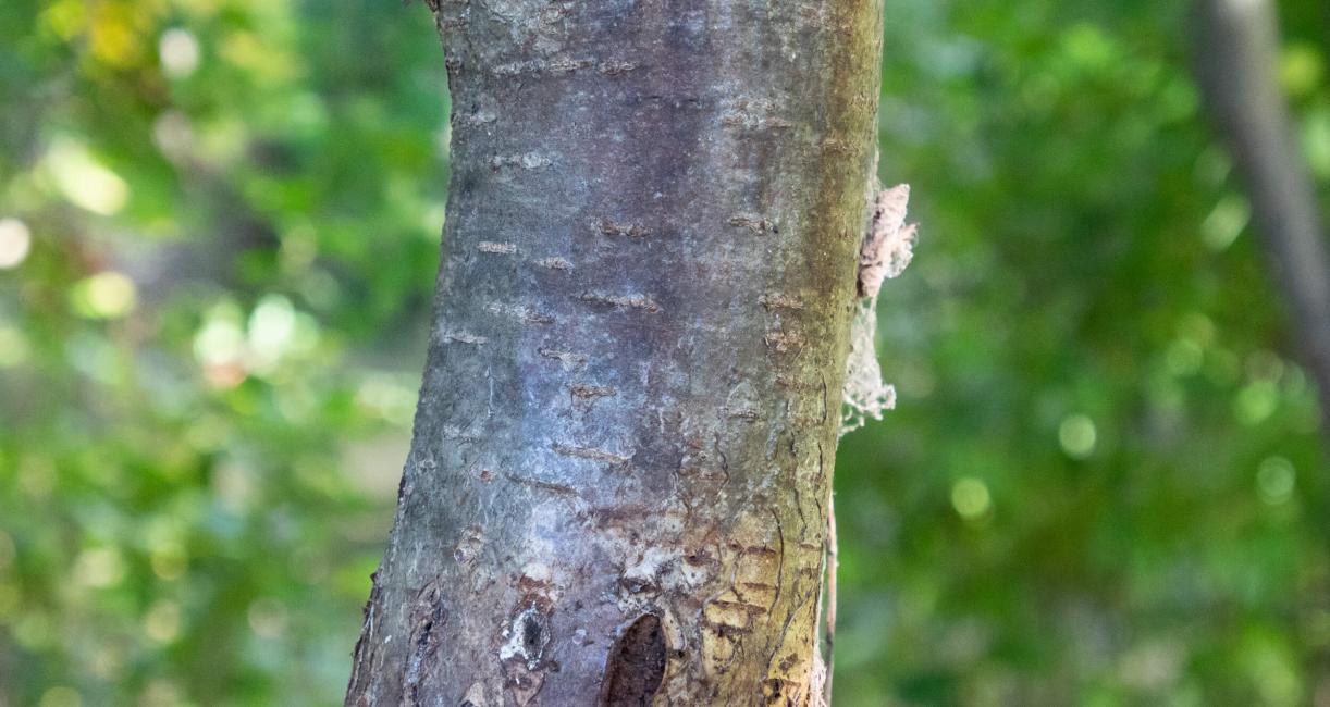 Tree leaves