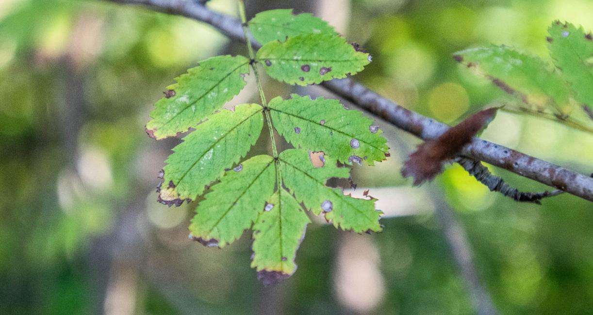 Tree leaves