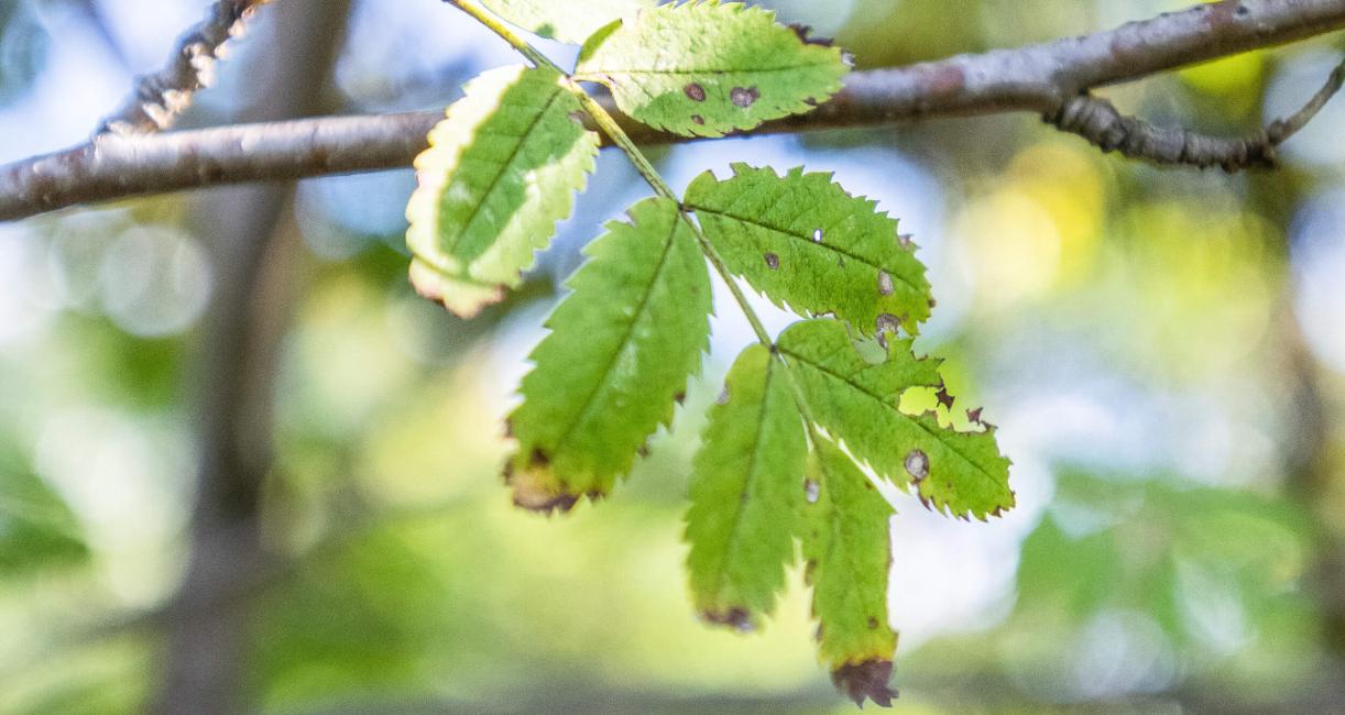 Tree leaves