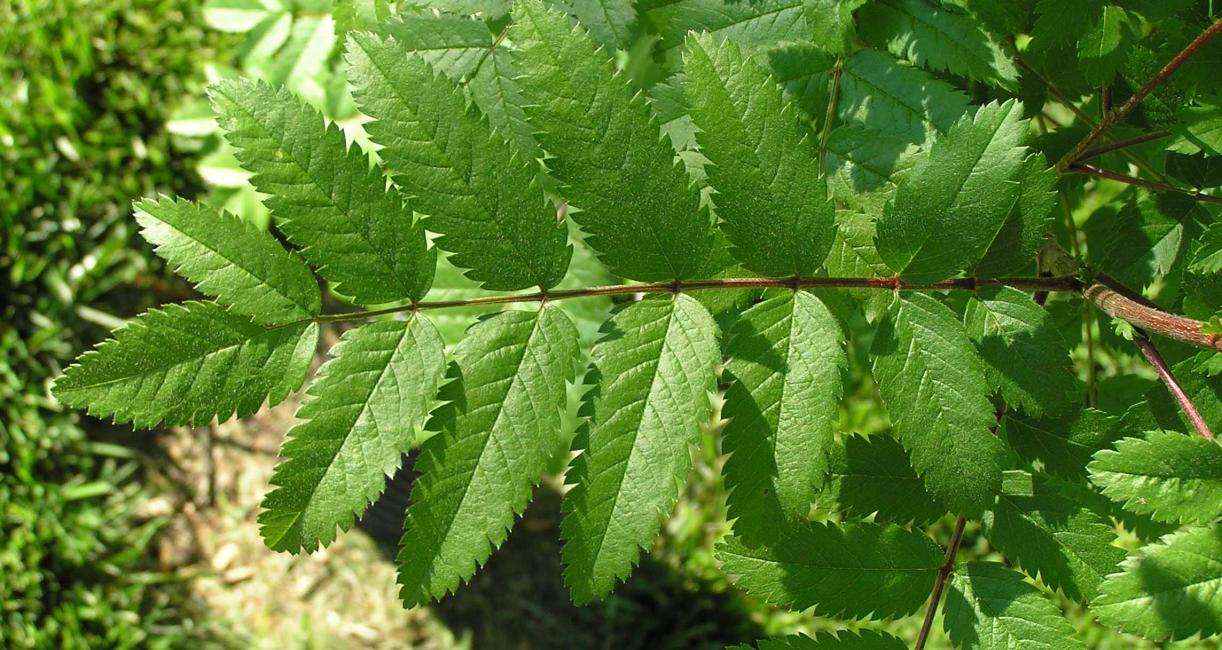 Tree leaves