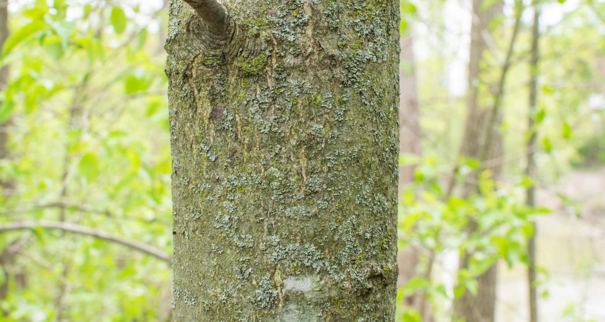 Tree bark