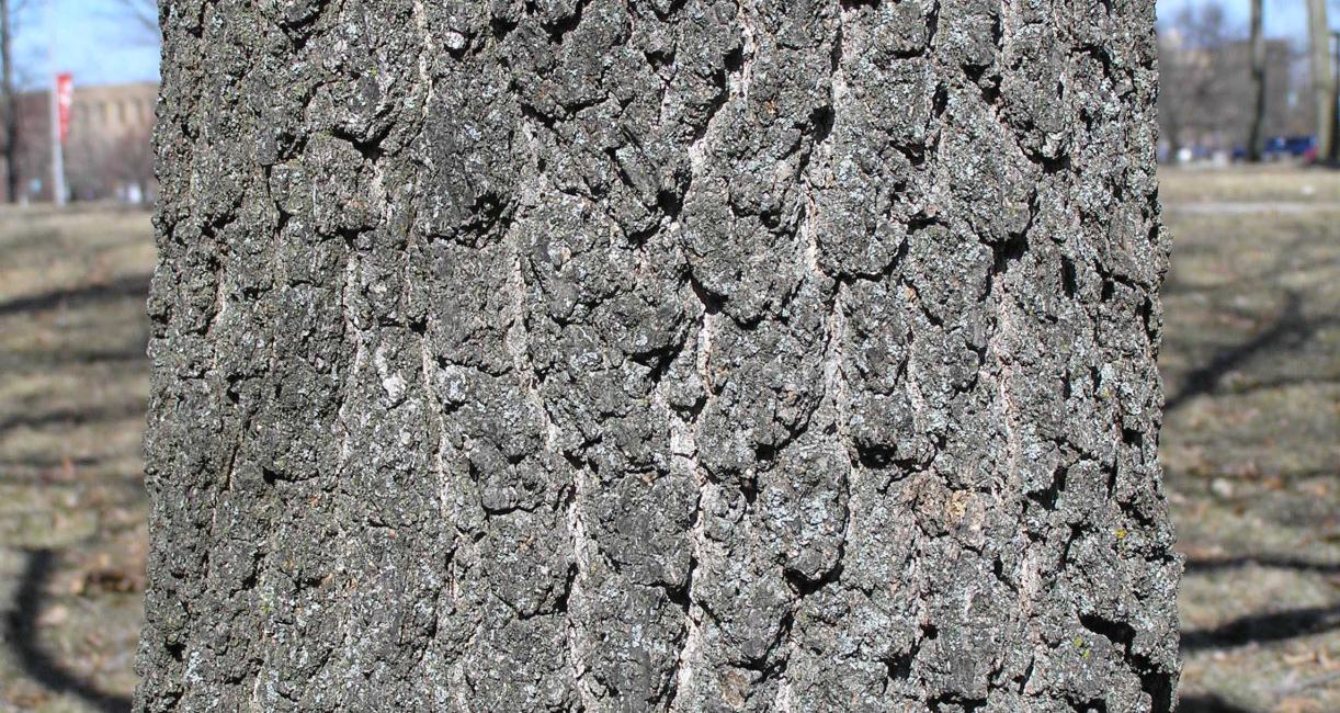 Tree bark