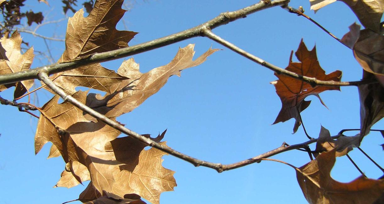 Tree branch