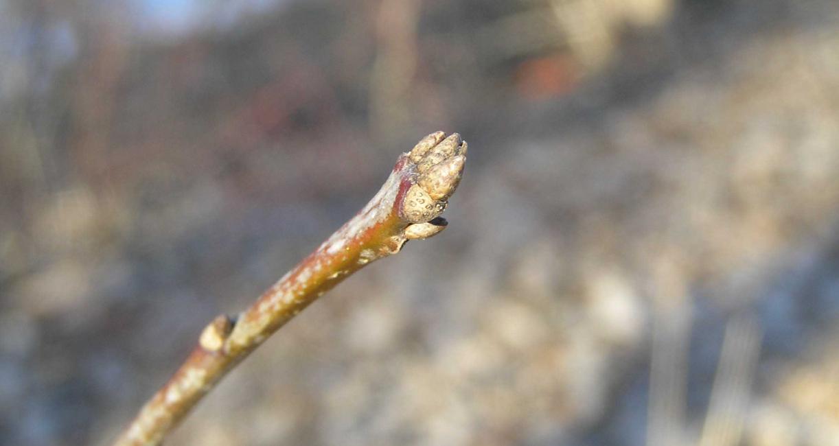 Tree bud