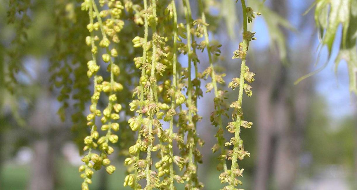 Tree flower
