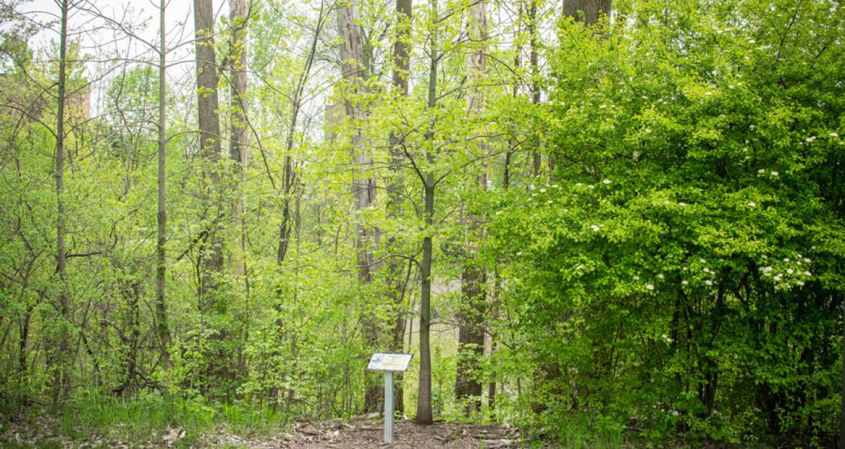 Tree habit