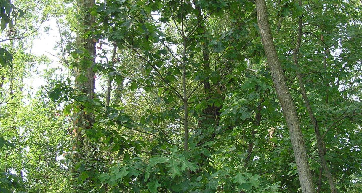 Tree habit