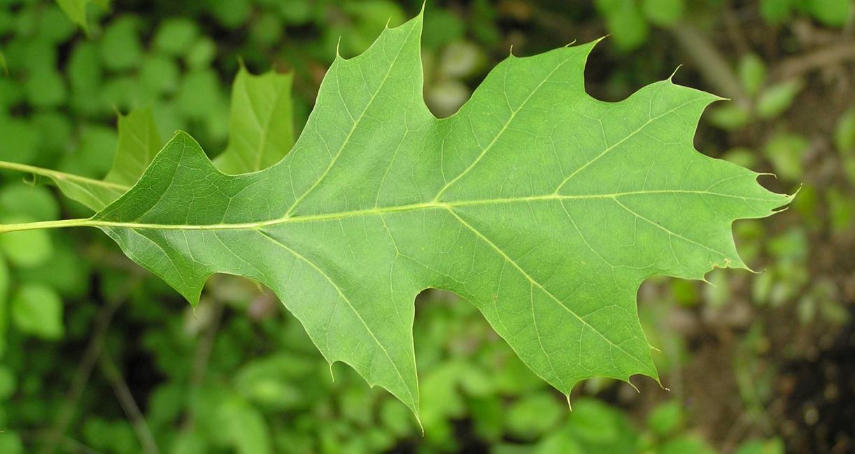 Tree leaves