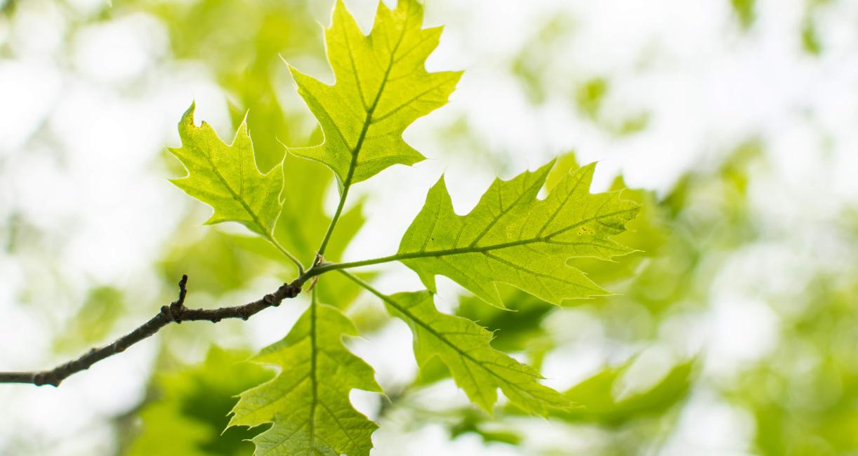 Tree leaves