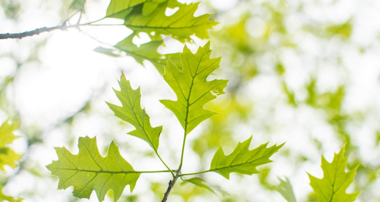 Tree leaves