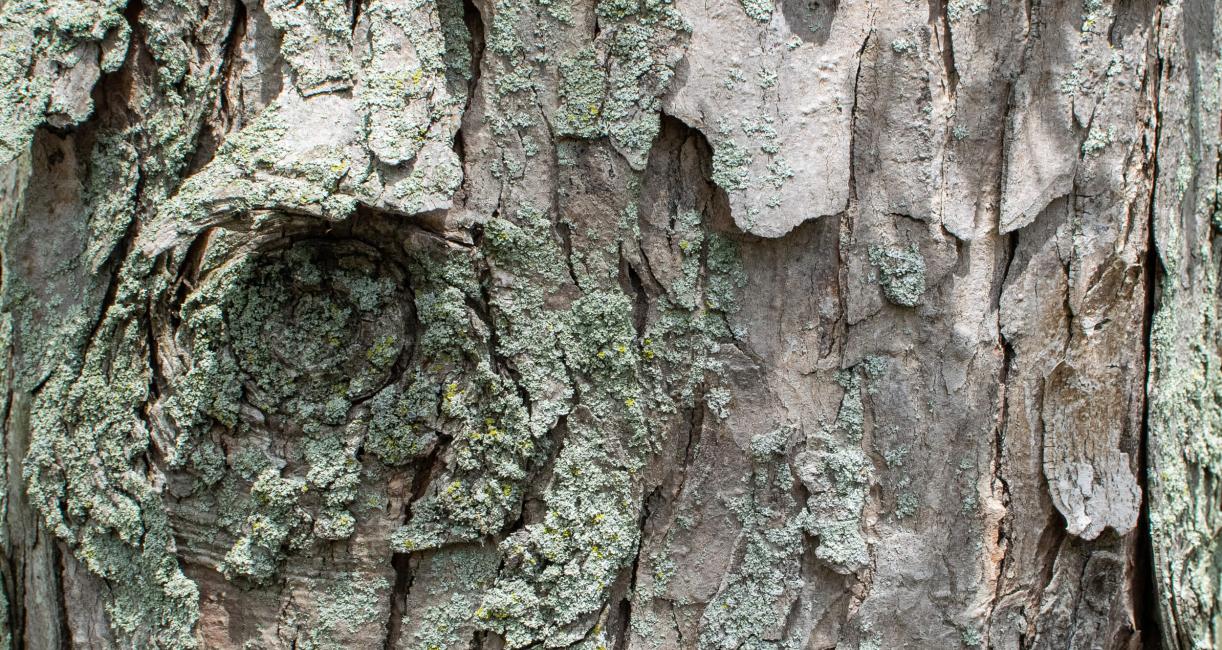 Tree bark