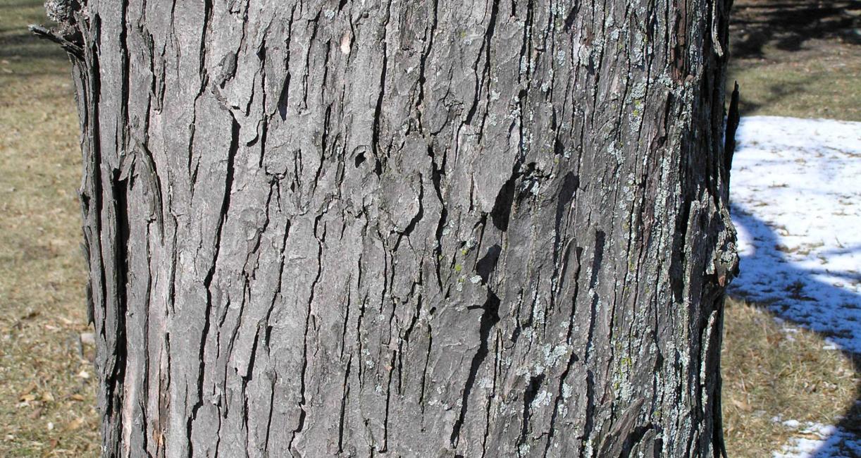 Tree bark