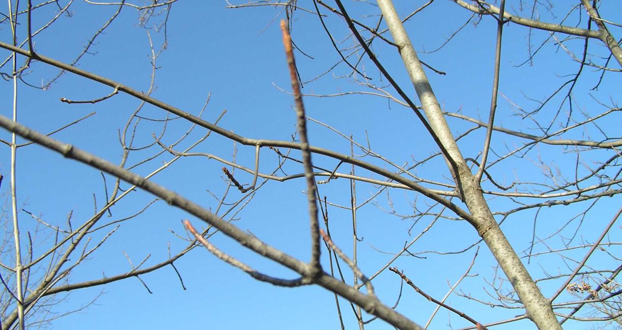 Tree branch