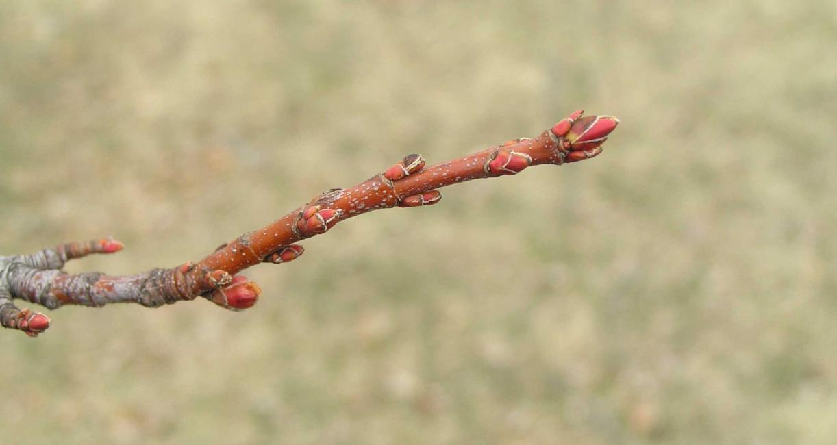 Tree bud