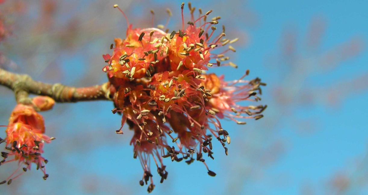 Tree flower