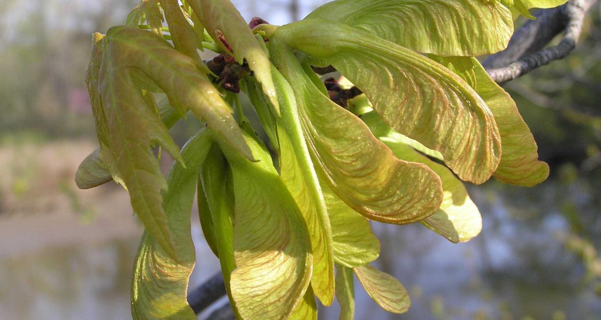 Tree fruit