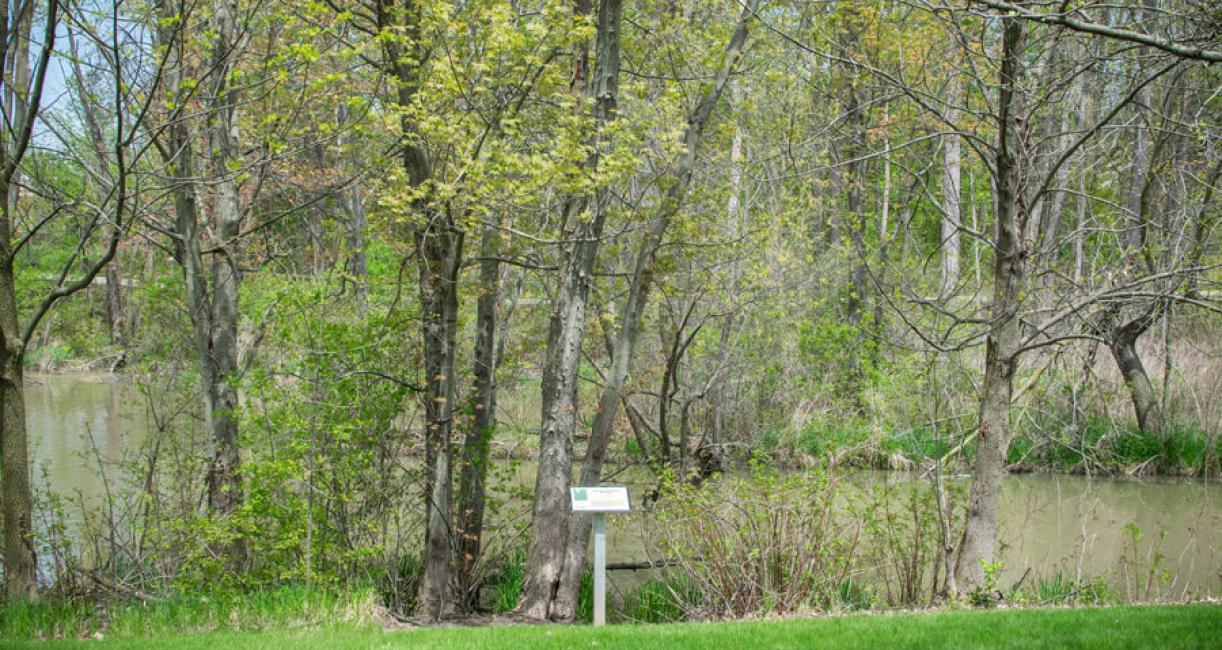 Tree habit